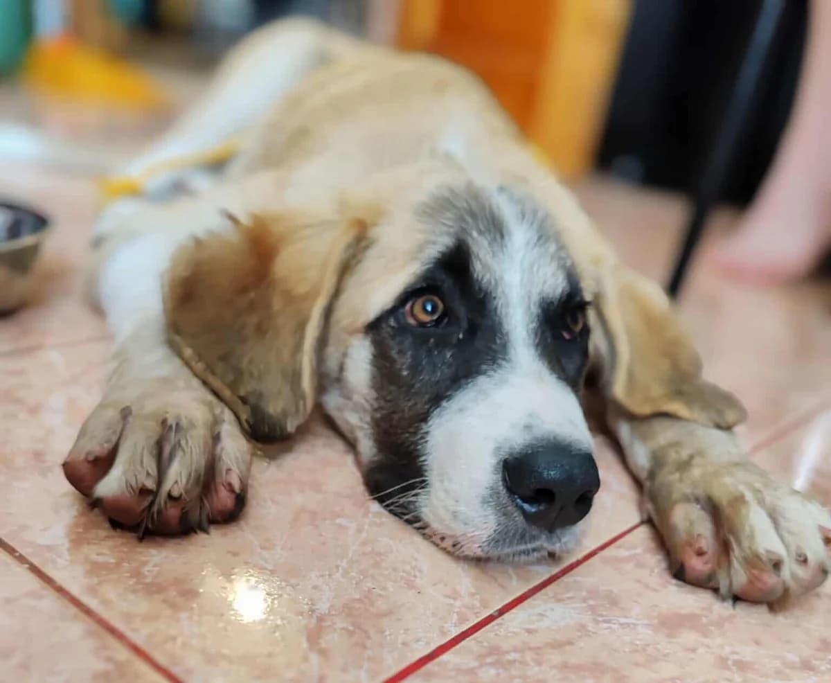 Lilah, female puppy Mixed Breed for adoption at Ein Herz für Streuner e.V., München