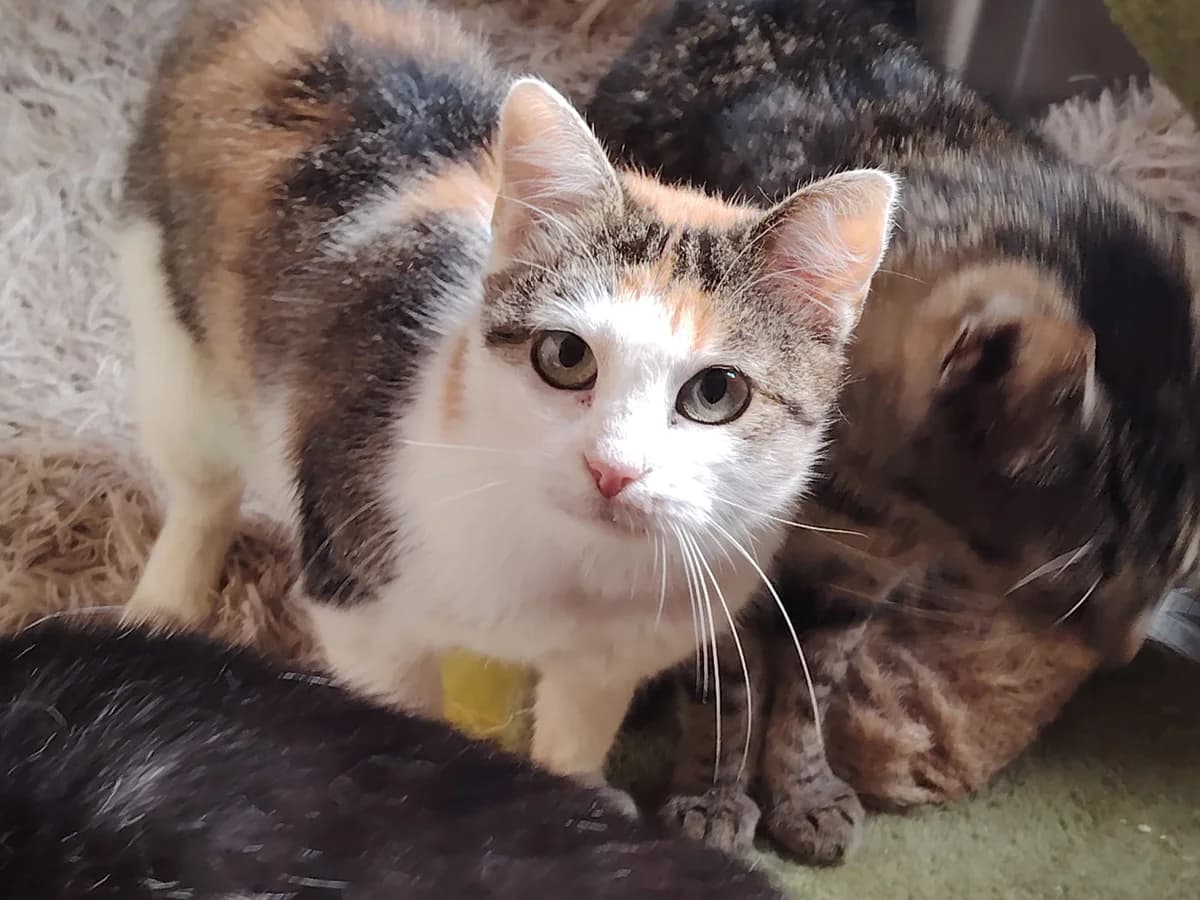 Lilette, female young Mixed Breed for adoption at Ein Herz für Streuner e.V., München