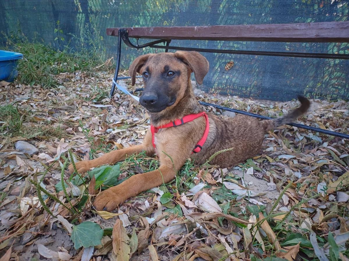Lili, female puppy Mixed Breed for adoption at Ein Herz für Streuner e.V., München