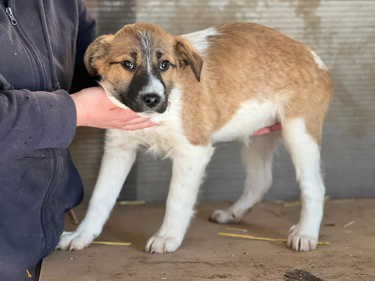 Lili, female puppy Mixed Breed for adoption at Ein Herz für Streuner e.V., München