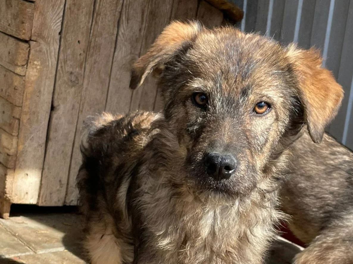 Lilia, female puppy Mixed Breed for adoption at Ein Herz für Streuner e.V., München
