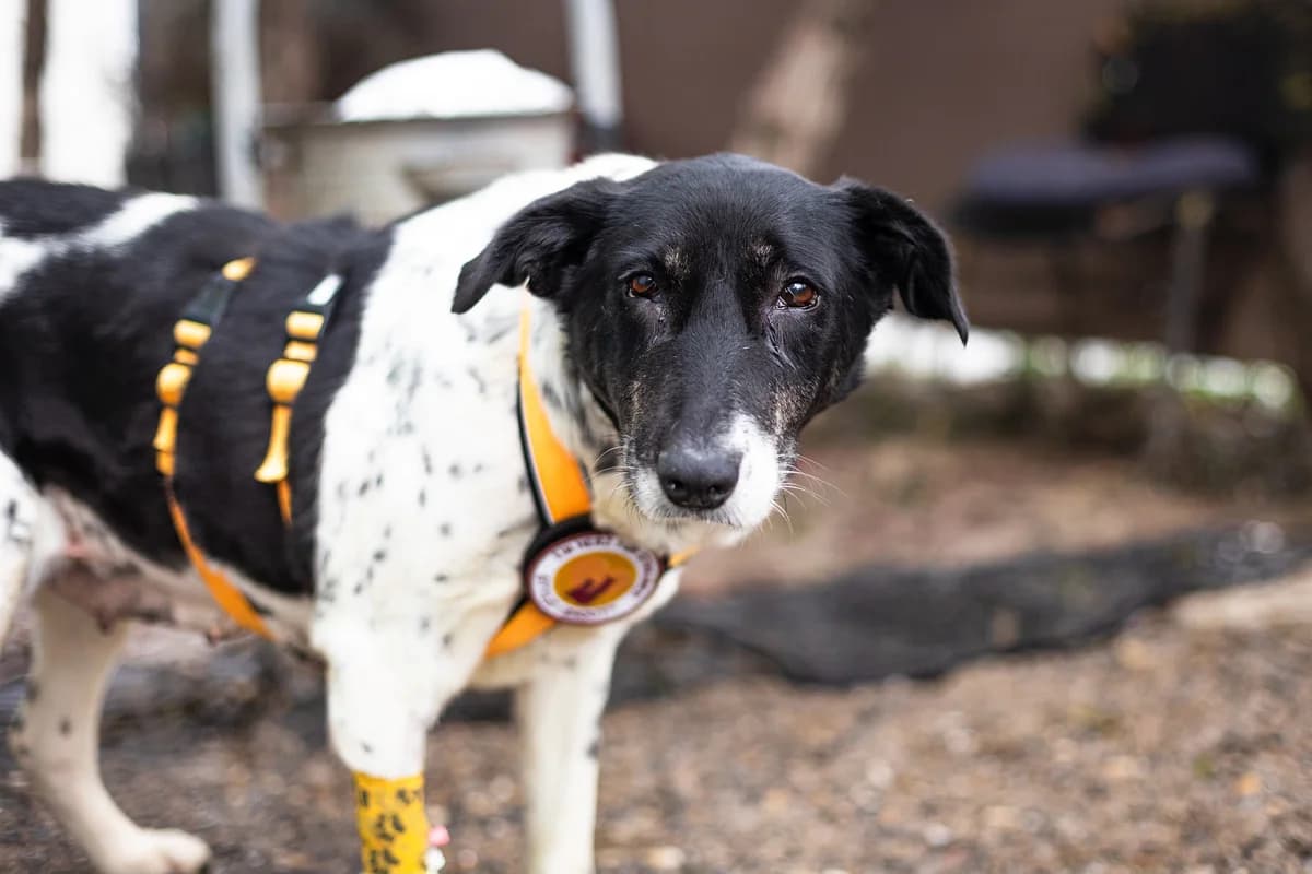 Lilia, female senior Mixed Breed for adoption at Ein Herz für Streuner e.V., München