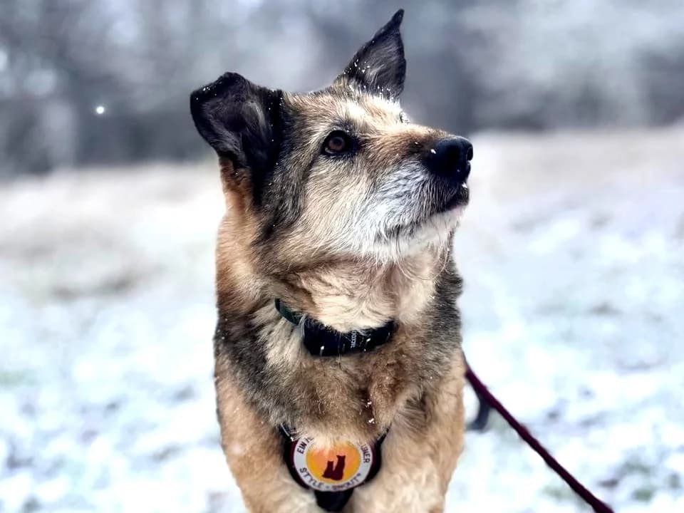 Lilibetha, female senior Mixed Breed for adoption at Ein Herz für Streuner e.V., München