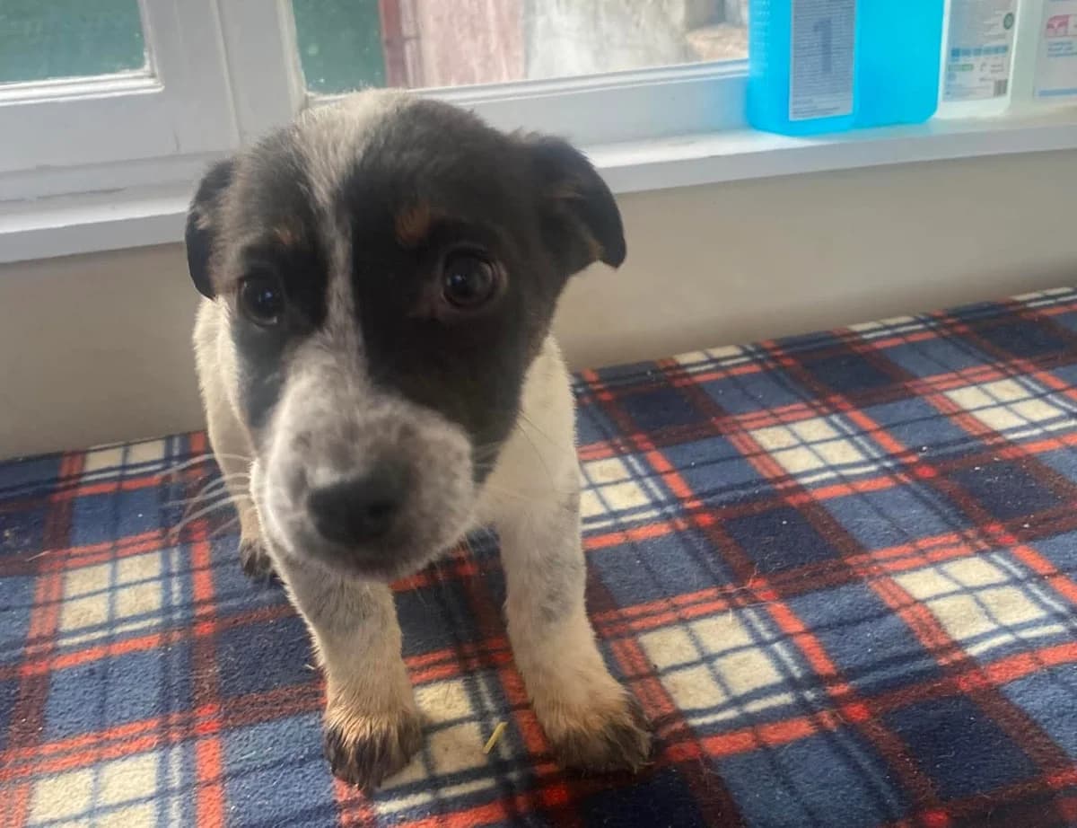 Lilie, weiß female puppy Mixed Breed for adoption at Ein Herz für Streuner e.V., München