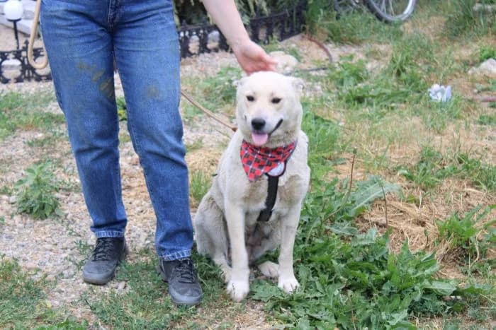 Lilith, female young Mixed Breed for adoption at Ein Herz für Streuner e.V., München