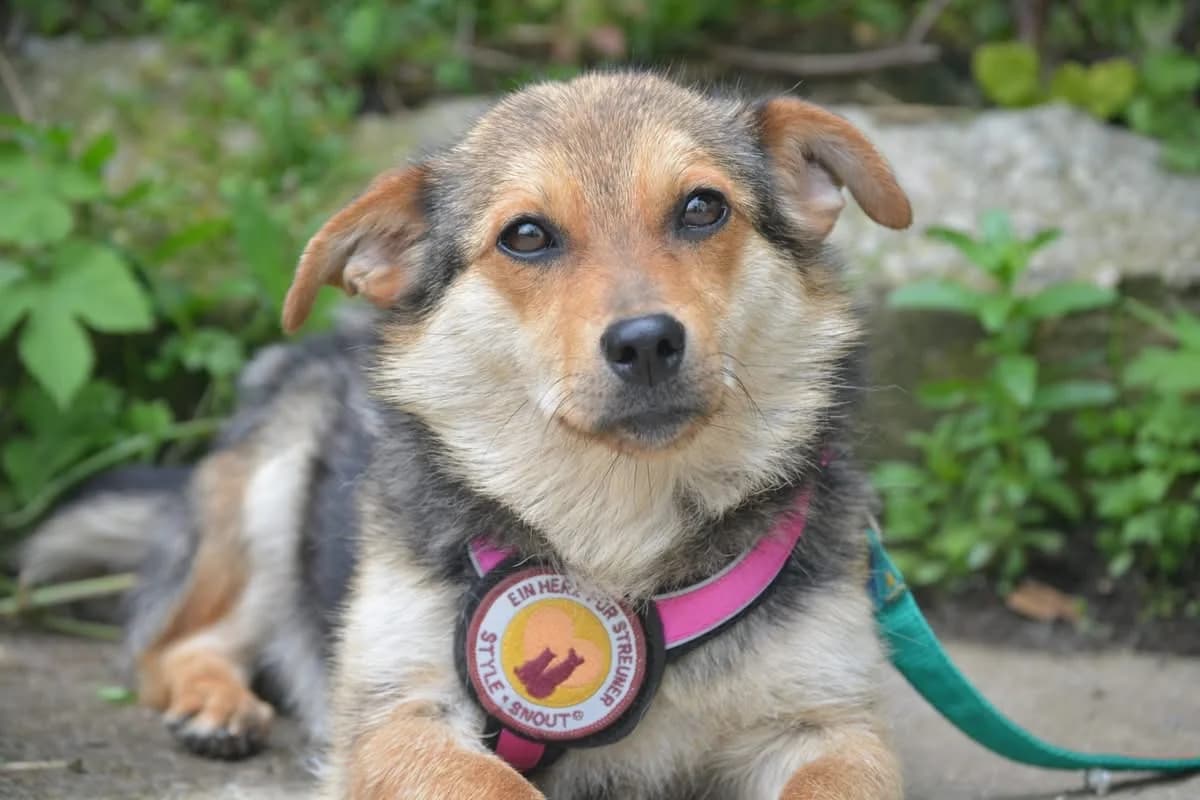 Lilja, female 3yo Mixed Breed for adoption at Ein Herz für Streuner e.V., München