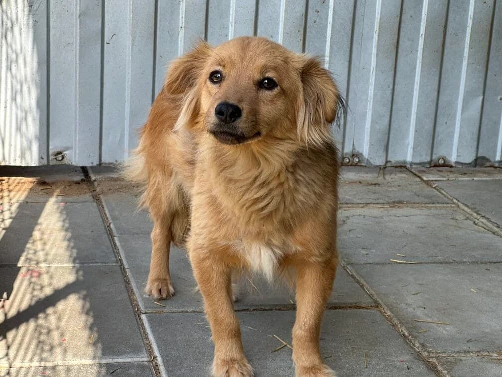 Lilla, female young Mixed Breed for adoption at Ein Herz für Streuner e.V., München
