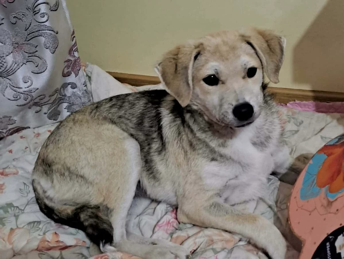 Lille, female puppy Mixed Breed for adoption at Ein Herz für Streuner e.V., München