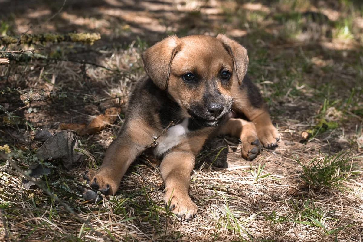 Lillesol, puppy Mixed Breed for adoption at Ein Herz für Streuner e.V., München