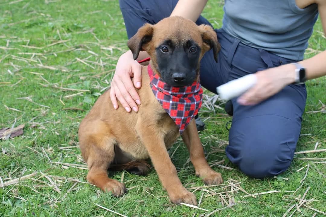 Lillet, female puppy Mixed Breed for adoption at Ein Herz für Streuner e.V., München