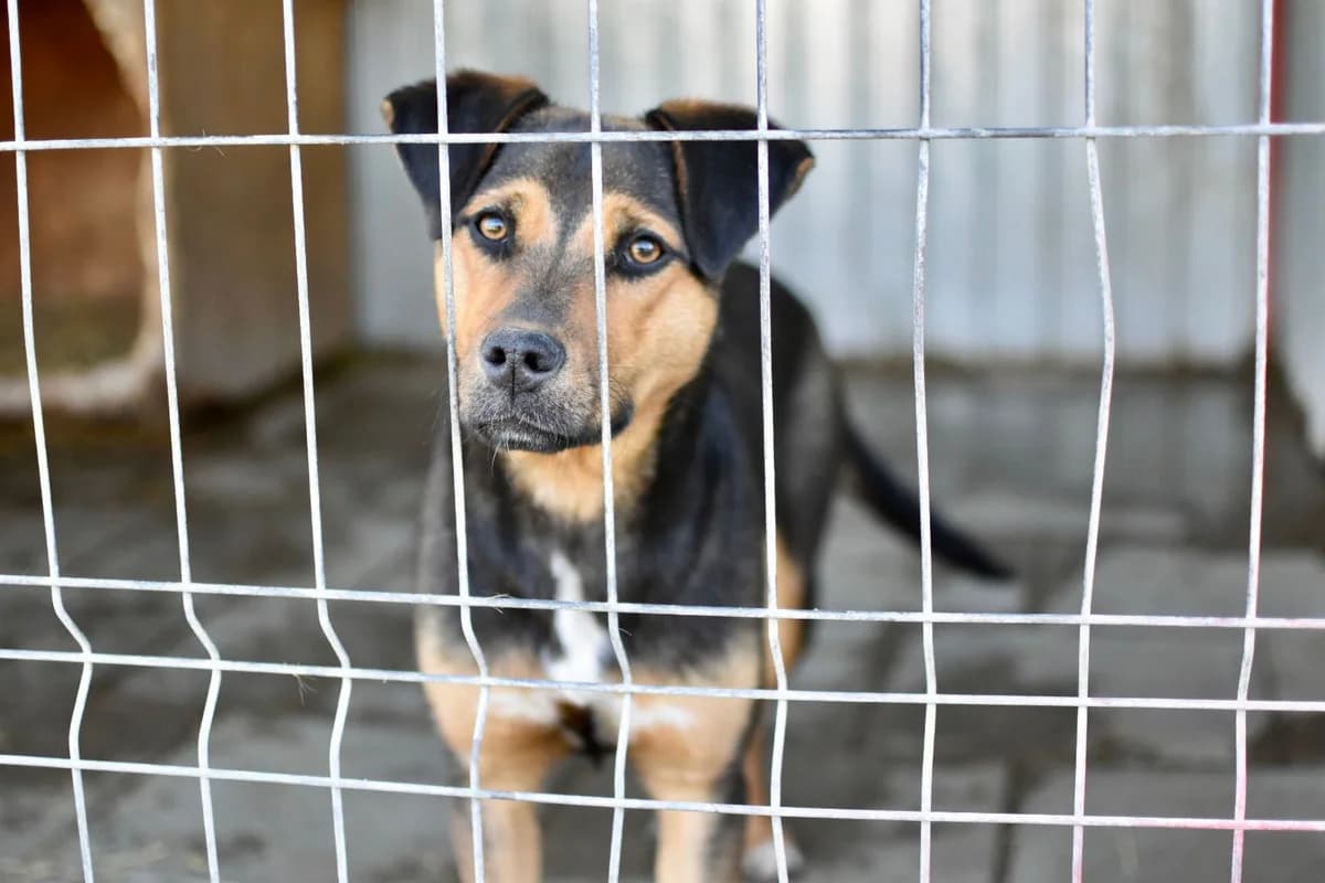 Lilli, beige female 5yo Mixed Breed for adoption at Ein Herz für Streuner e.V., München