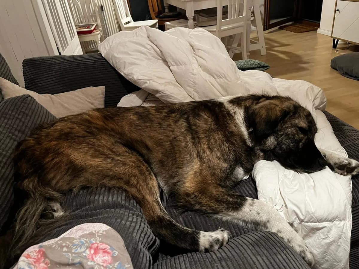 Lilli, female 5yo Mixed Breed for adoption at Ein Herz für Streuner e.V., München