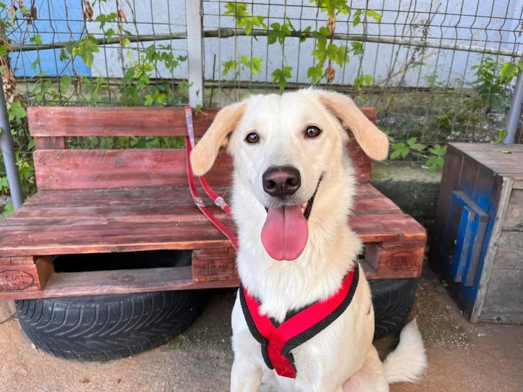 Lilli, golden female 5yo Mixed Breed for adoption at Ein Herz für Streuner e.V., München