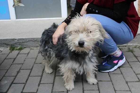 Lillifee, female young Mixed Breed for adoption at Ein Herz für Streuner e.V., München