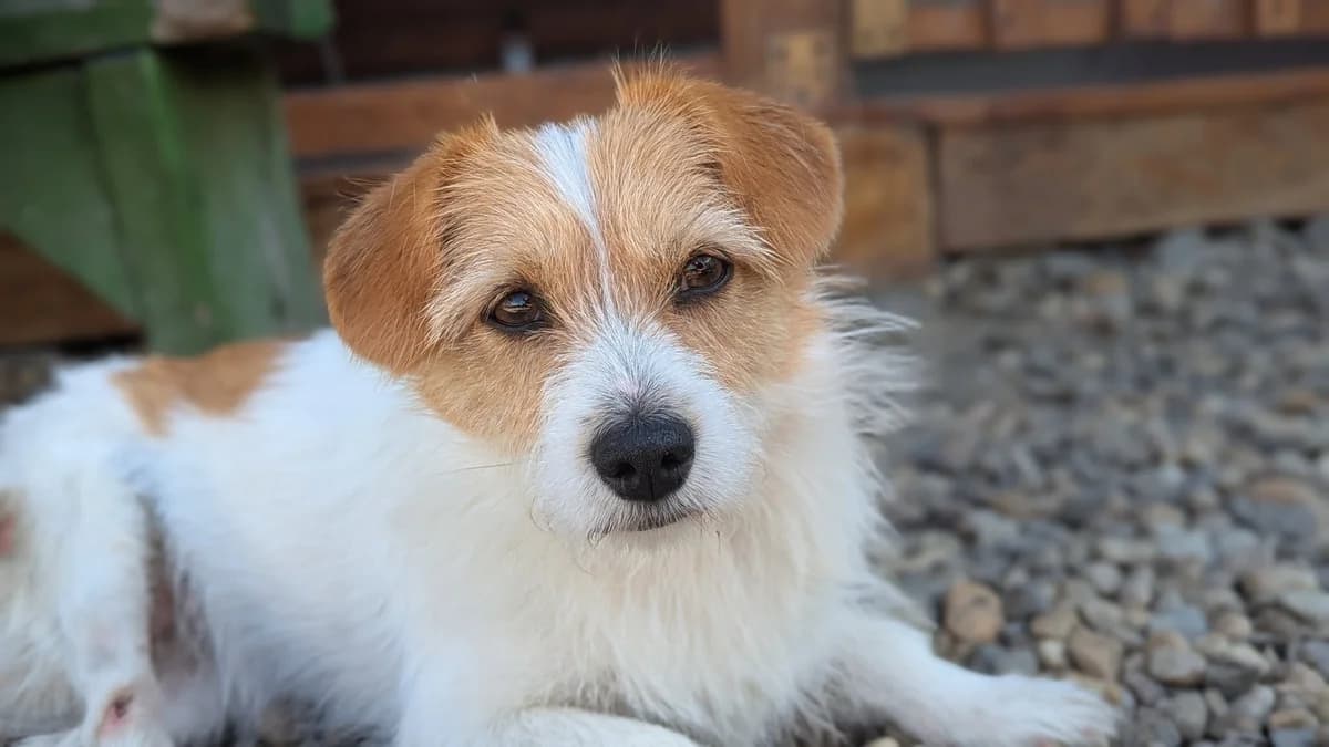 Lilly, female young Mixed Breed for adoption at Ein Herz für Streuner e.V., München
