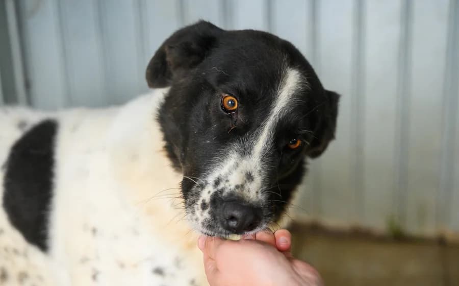Lilly, female 5yo Mixed Breed for adoption at Ein Herz für Streuner e.V., München
