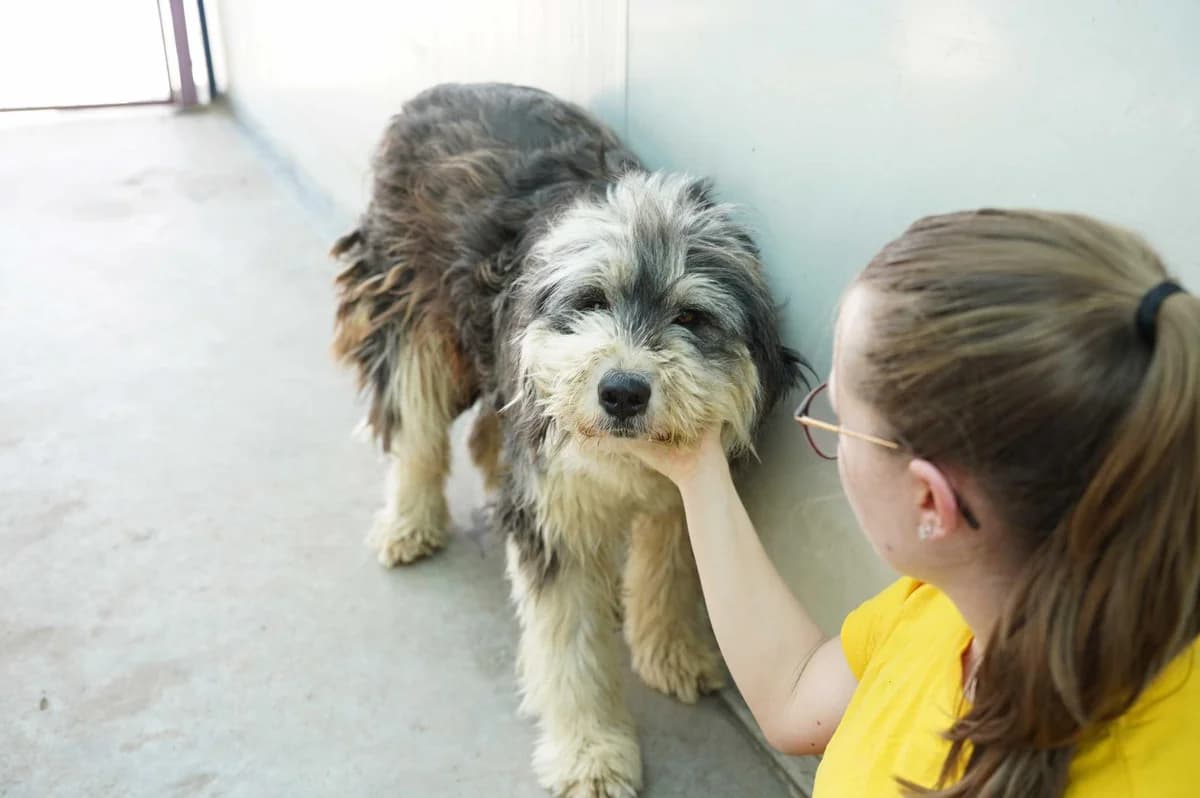 Lillyfee, grau female 5yo Mixed Breed for adoption at Ein Herz für Streuner e.V., München