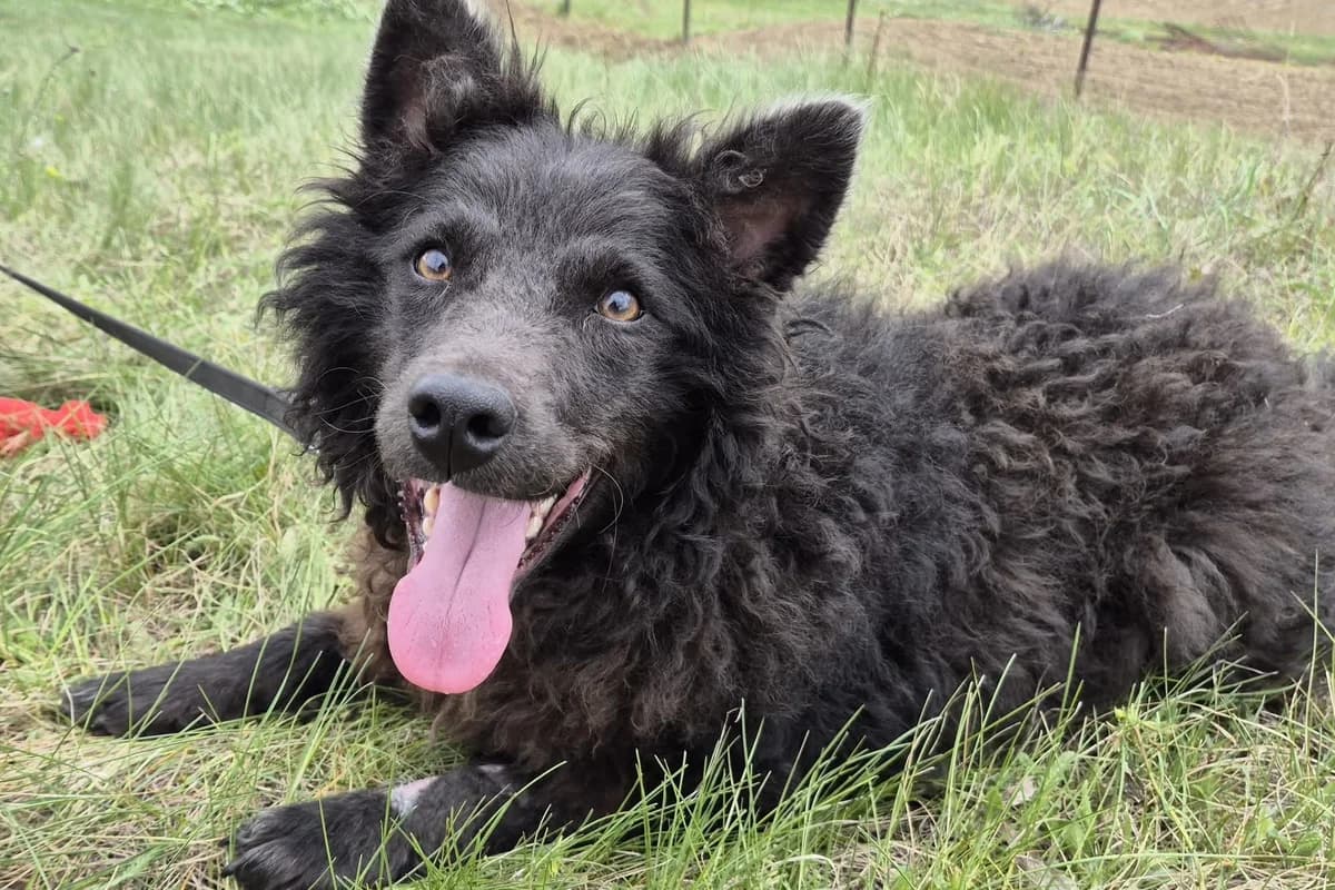 Lilo, female young Mixed Breed for adoption at Ein Herz für Streuner e.V., München