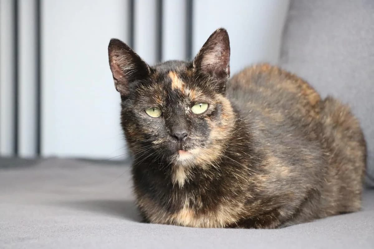 Lilo, female 5yo Mixed Breed for adoption at Ein Herz für Streuner e.V., München