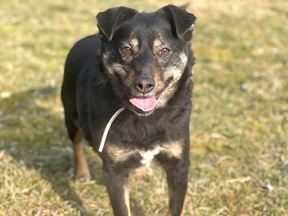 Lilotta, female 3yo Mixed Breed for adoption at Ein Herz für Streuner e.V., München