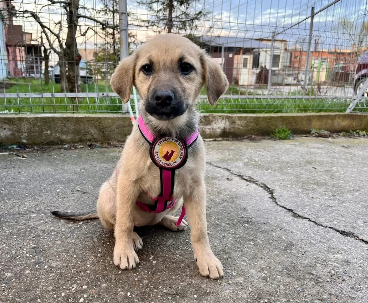 Lilou, female puppy Mixed Breed for adoption at Ein Herz für Streuner e.V., München