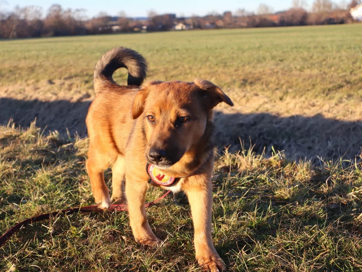 Lilu, weiß female puppy Mixed Breed for adoption at Ein Herz für Streuner e.V., München