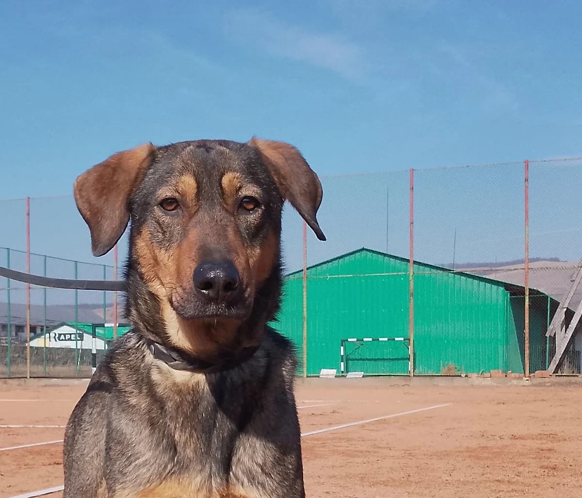 Lima, female 5yo Mixed Breed for adoption at Ein Herz für Streuner e.V., München