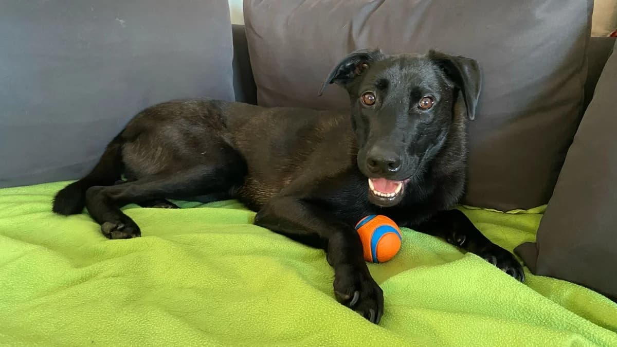 Limba, male 3yo Mixed Breed for adoption at Ein Herz für Streuner e.V., München
