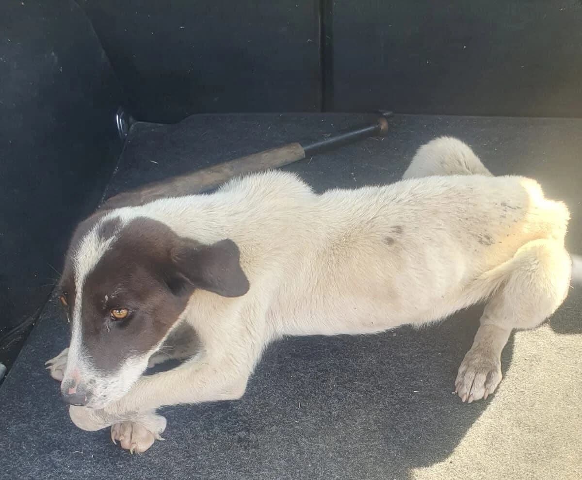 Limpy, male puppy Mixed Breed for adoption at Ein Herz für Streuner e.V., München