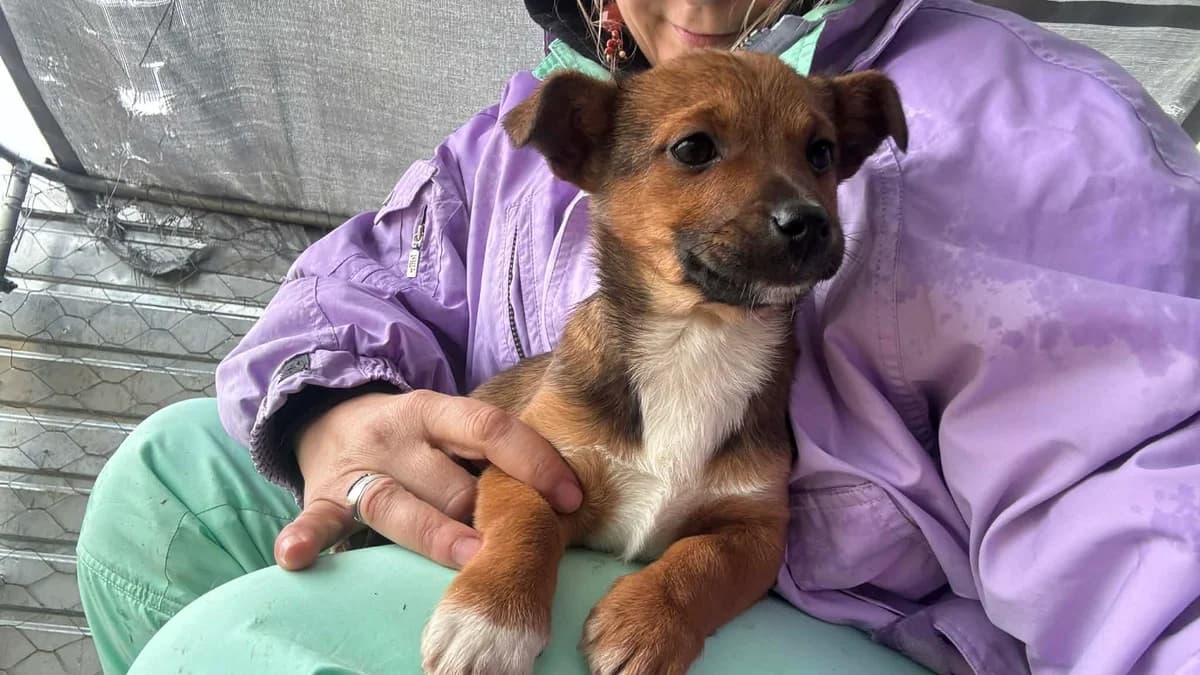 Lina, puppy Mixed Breed for adoption at Ein Herz für Streuner e.V., München