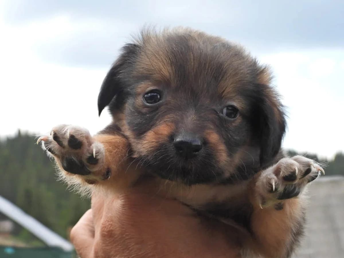 Lina, female puppy Mixed Breed for adoption at Ein Herz für Streuner e.V., München