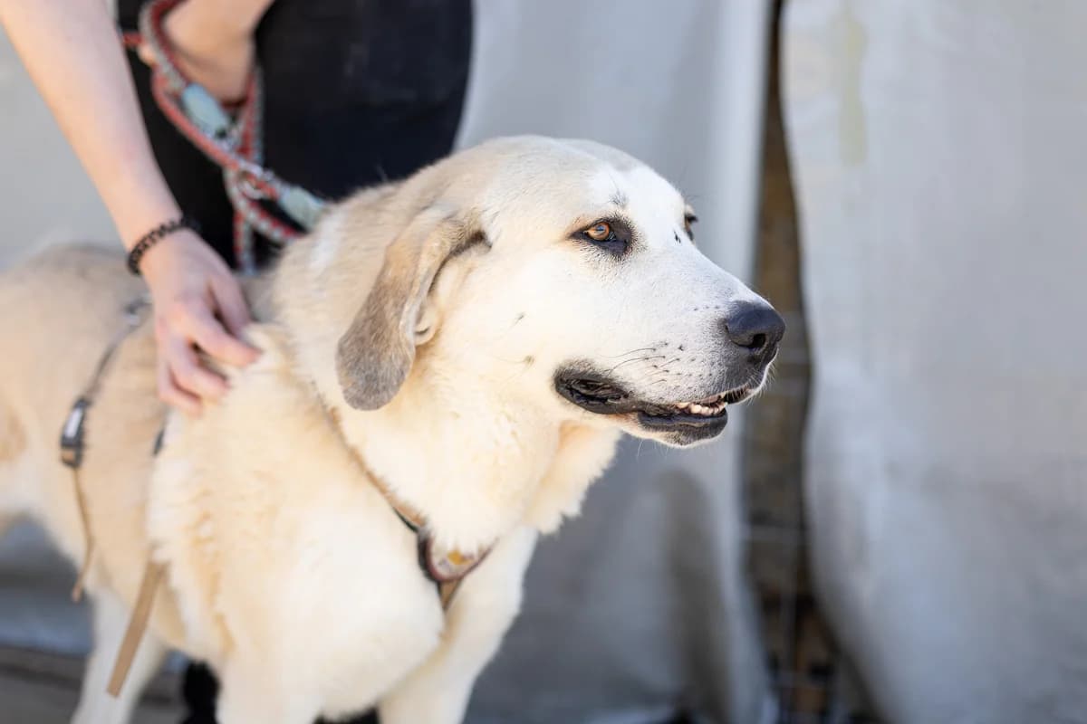 Lina, female 4yo Mixed Breed for adoption at Ein Herz für Streuner e.V., München