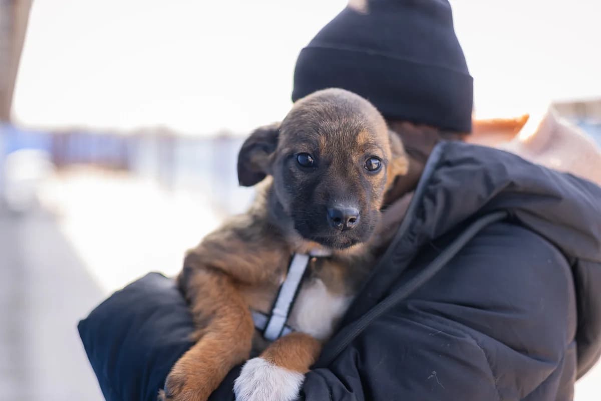 Linchen, weiß female puppy Mixed Breed for adoption at Ein Herz für Streuner e.V., München
