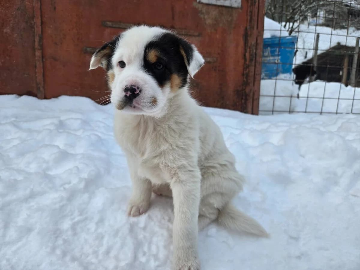 Linchen, female puppy Mixed Breed for adoption at Ein Herz für Streuner e.V., München