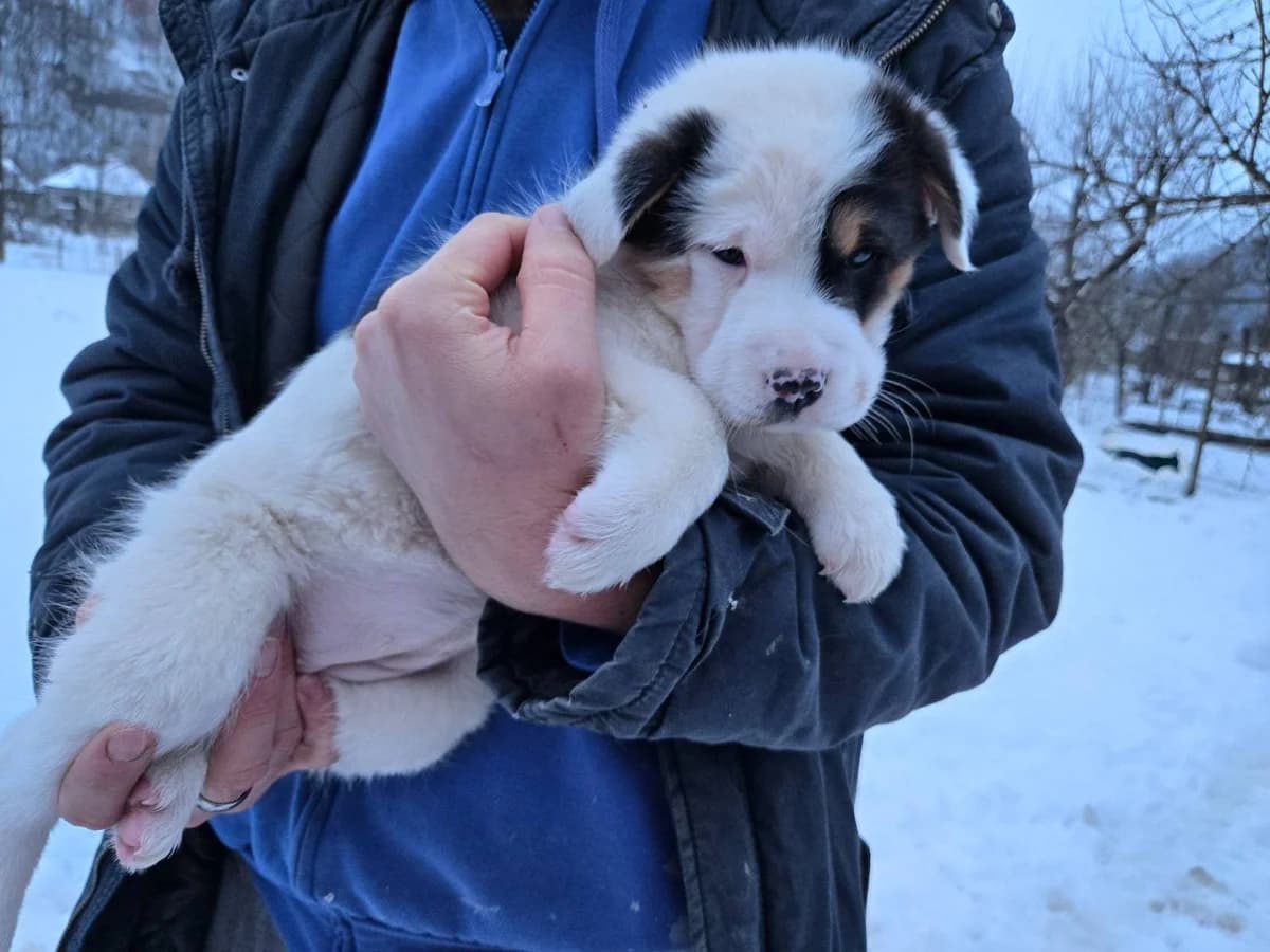 Linchen, female puppy Mixed Breed for adoption at Ein Herz für Streuner e.V., München