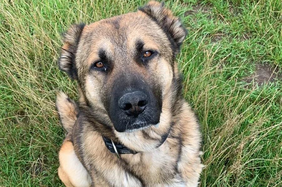 Lincoln, male 5yo Mixed Breed for adoption at Ein Herz für Streuner e.V., München