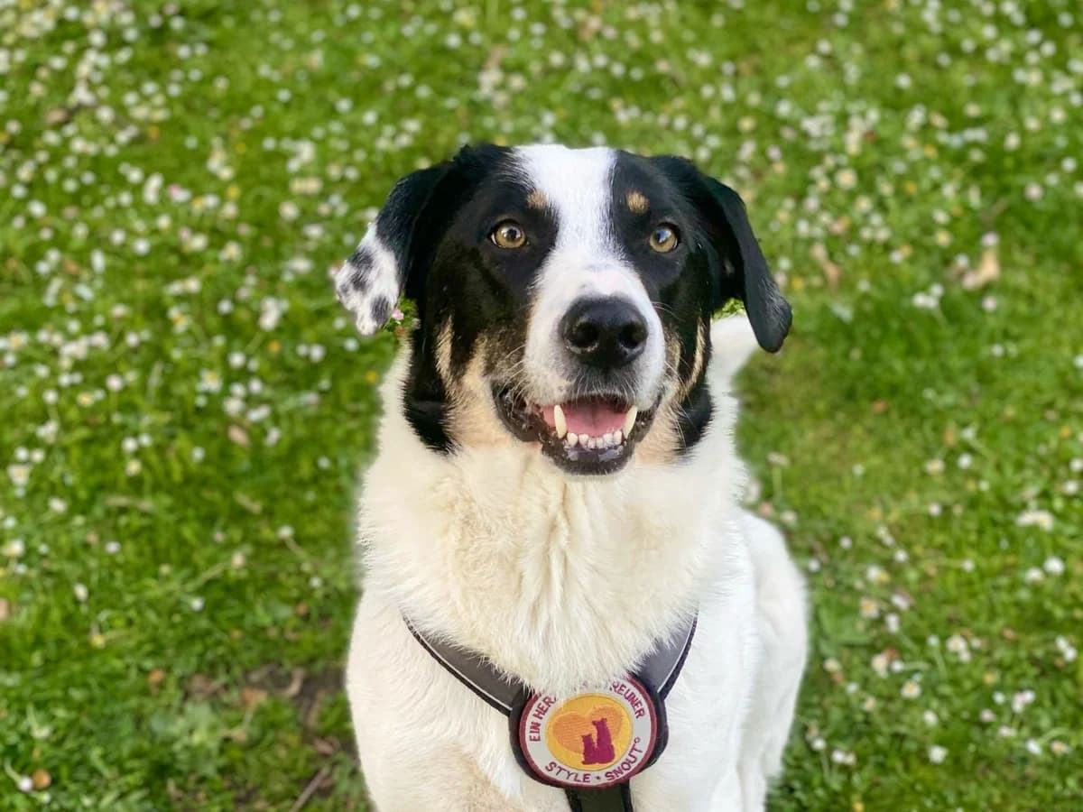 Linda, schwarz female 4yo Mixed Breed for adoption at Ein Herz für Streuner e.V., München