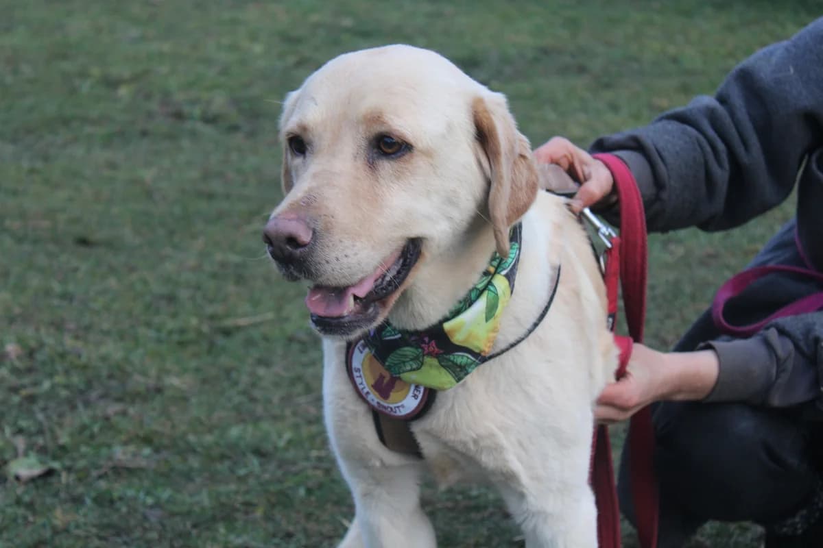 Lindi, female 5yo Mixed Breed for adoption at Ein Herz für Streuner e.V., München