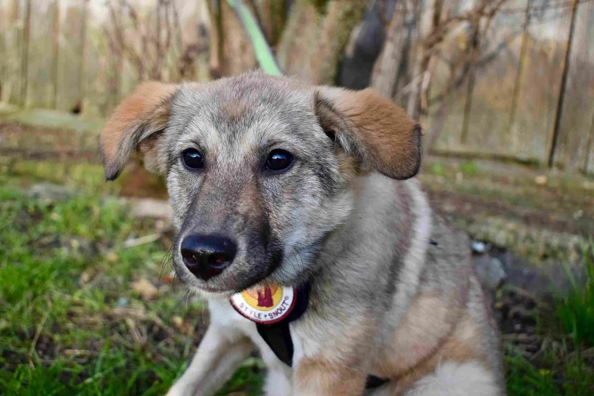 Line, female puppy Mixed Breed for adoption at Ein Herz für Streuner e.V., München