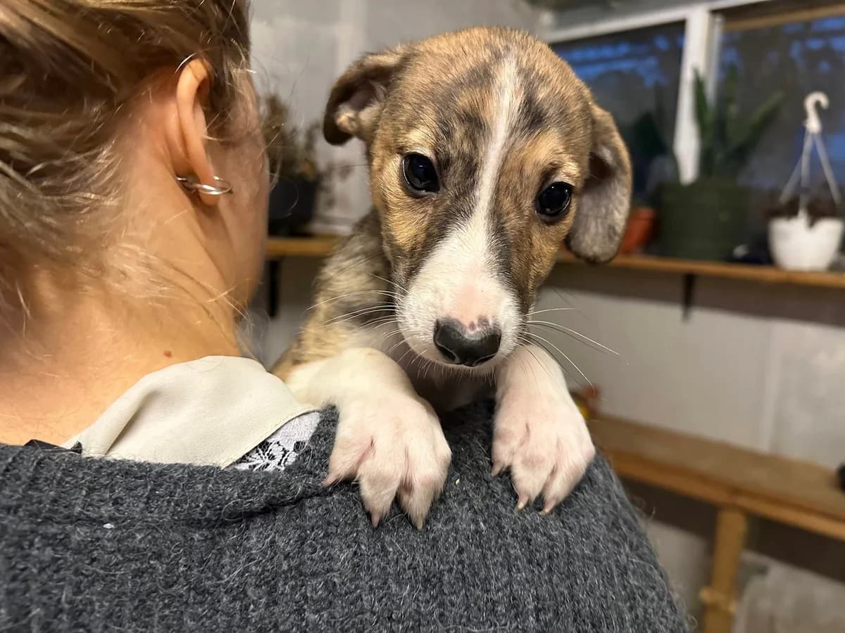 Linnea, weiß female puppy Mixed Breed for adoption at Ein Herz für Streuner e.V., München