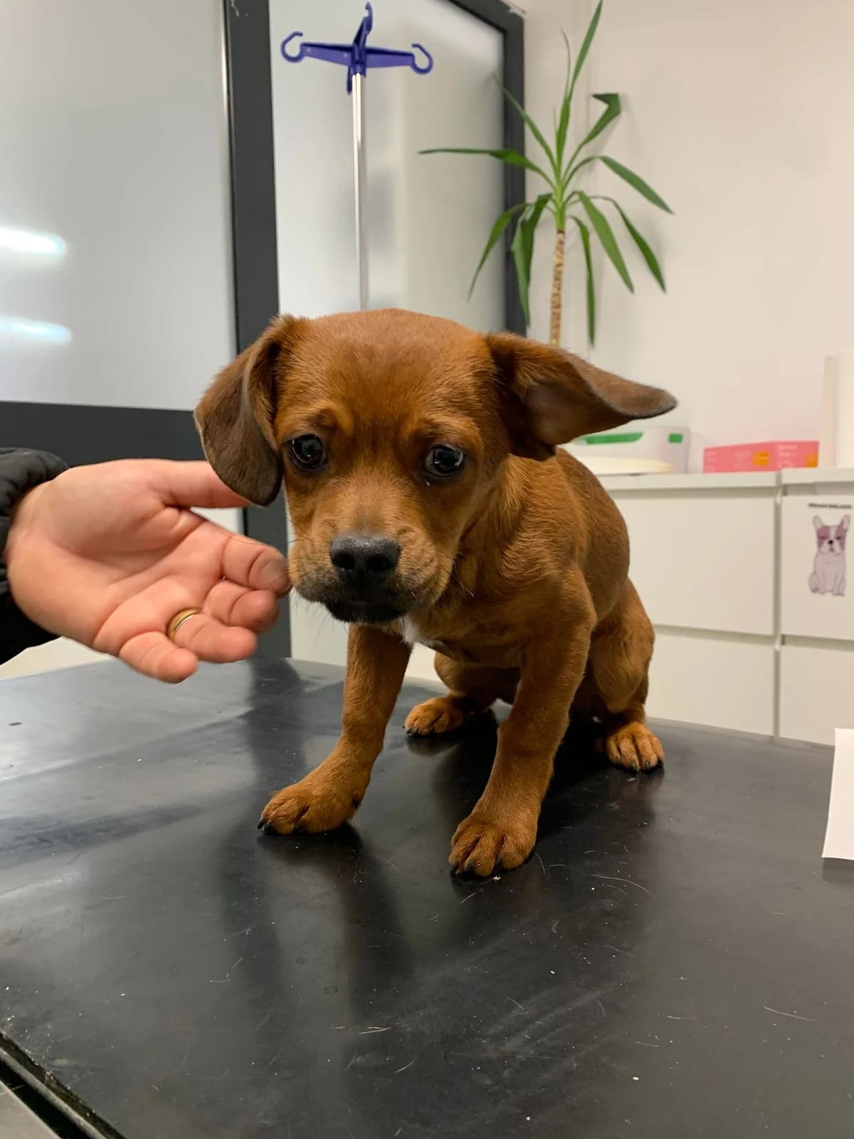 Linneo, male puppy Mixed Breed for adoption at Ein Herz für Streuner e.V., München