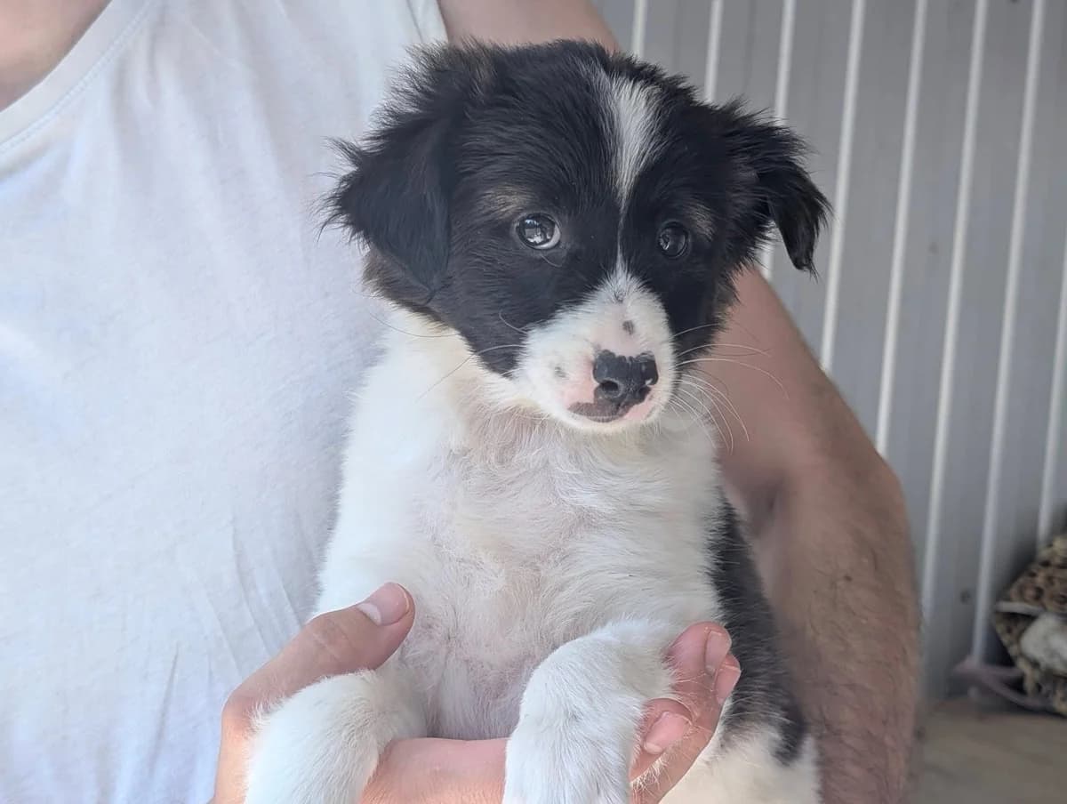 Linnet, female puppy Mixed Breed for adoption at Ein Herz für Streuner e.V., München