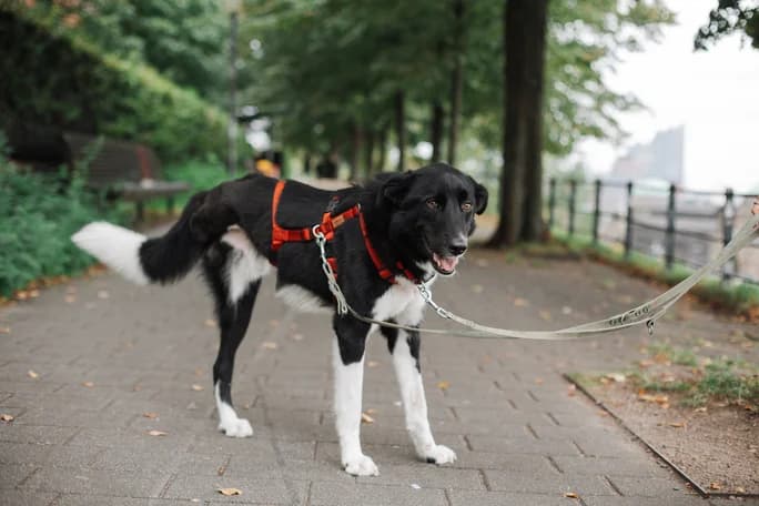 Lino, weiß male 5yo Mixed Breed for adoption at Ein Herz für Streuner e.V., München