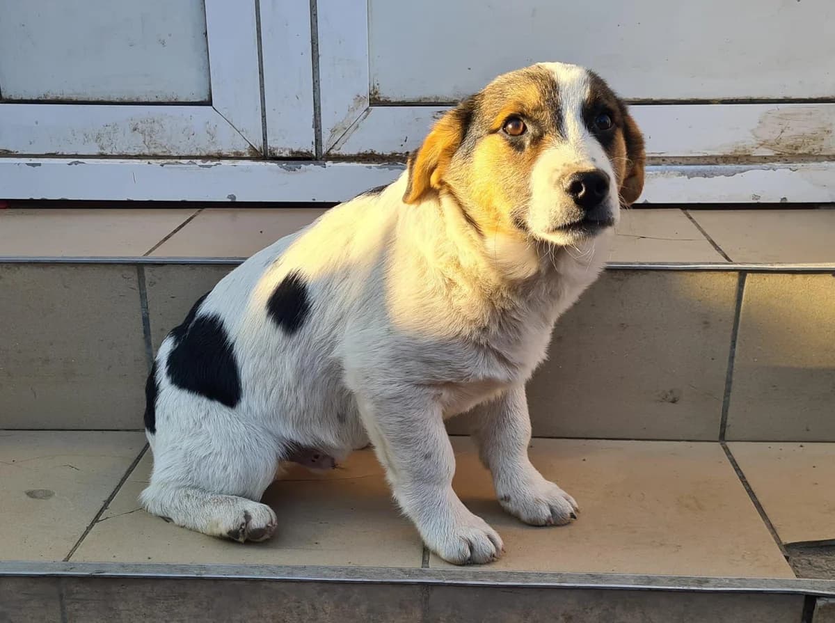 Lino, male puppy Mixed Breed for adoption at Ein Herz für Streuner e.V., München