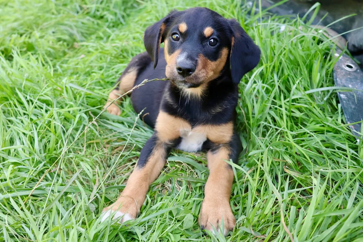 Linos, male puppy Mixed Breed for adoption at Ein Herz für Streuner e.V., München