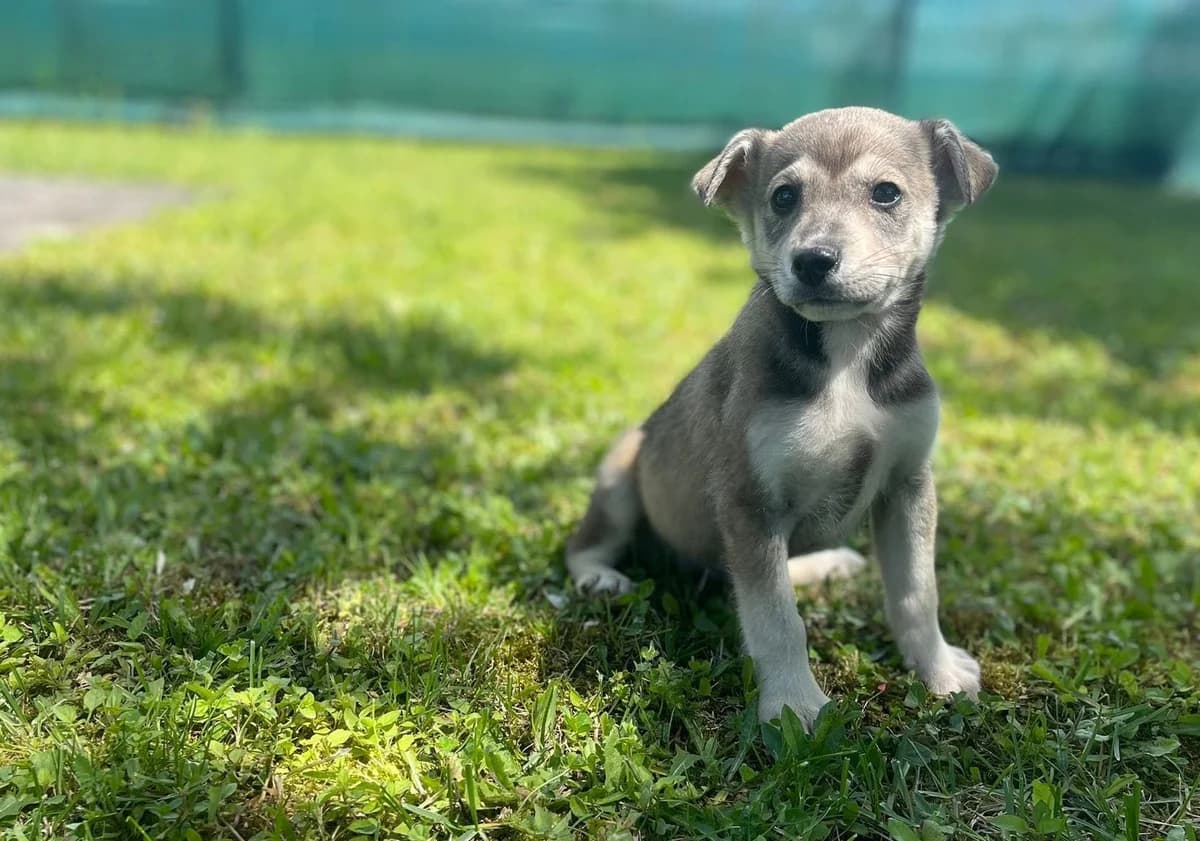 Linos, male puppy Mixed Breed for adoption at Ein Herz für Streuner e.V., München
