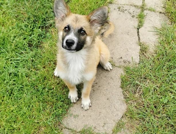 Linus, male puppy Mixed Breed for adoption at Ein Herz für Streuner e.V., München