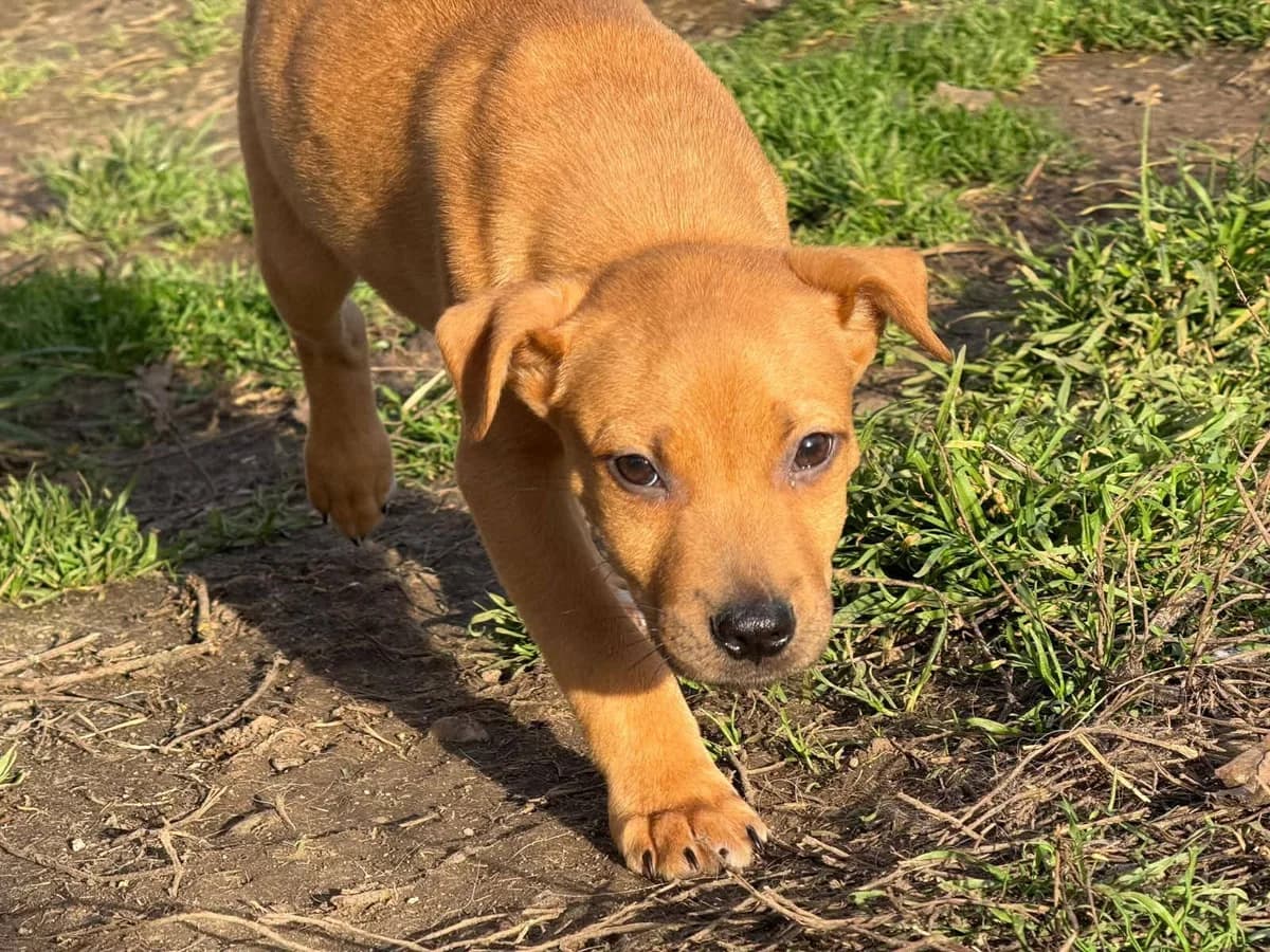 Linus, male puppy Mixed Breed for adoption at Ein Herz für Streuner e.V., München