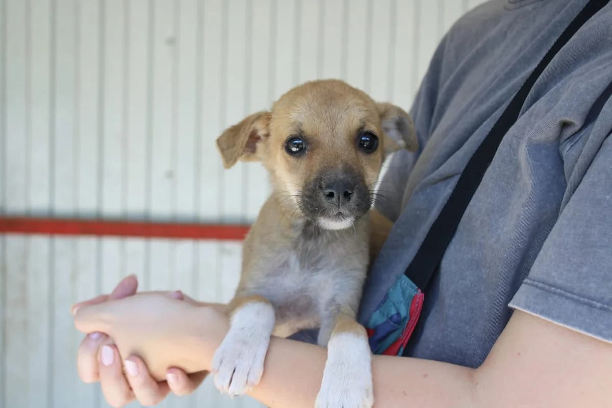 Linux, male puppy Mixed Breed for adoption at Ein Herz für Streuner e.V., München