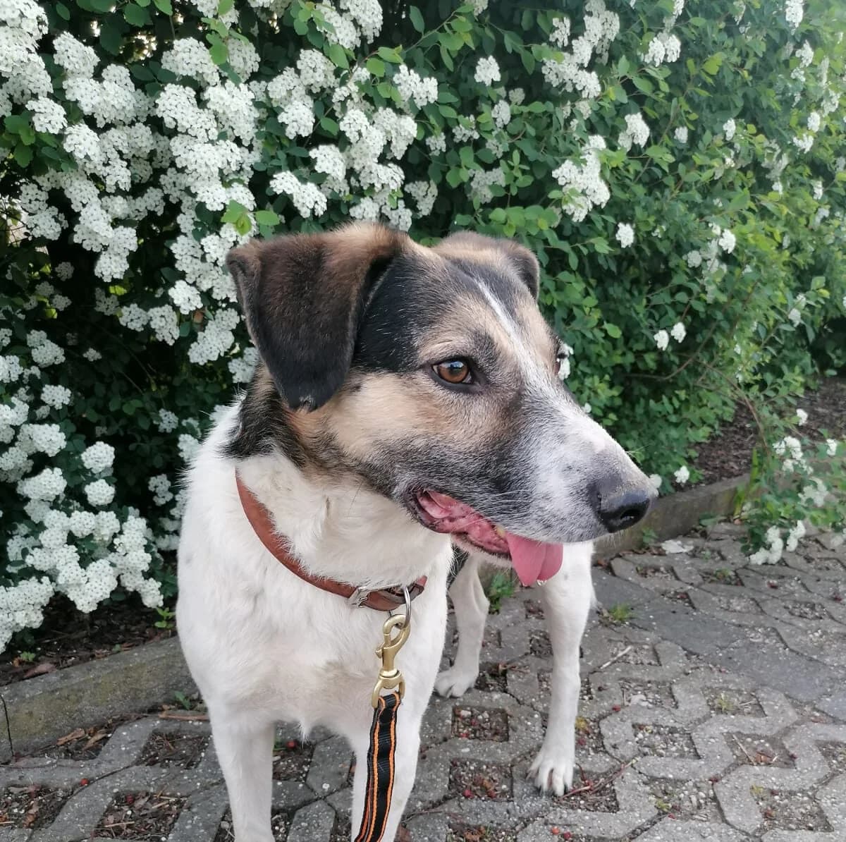 Lio, male 5yo Mixed Breed for adoption at Ein Herz für Streuner e.V., München